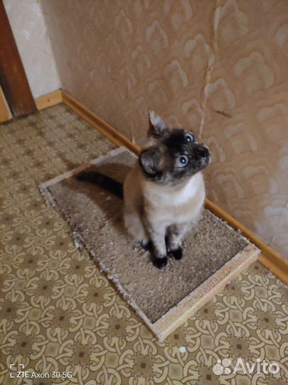 Кошки в добрые руки