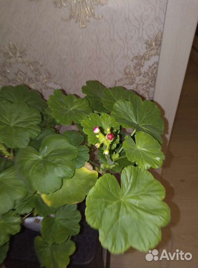Пеларгония герань