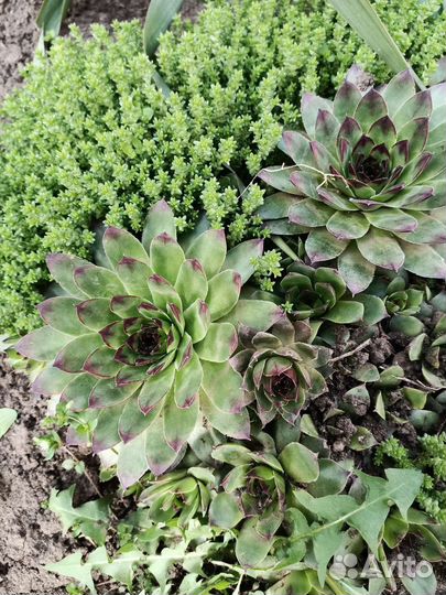 Многолетники