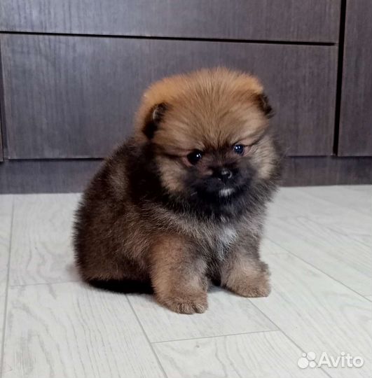 Померанский шпиц