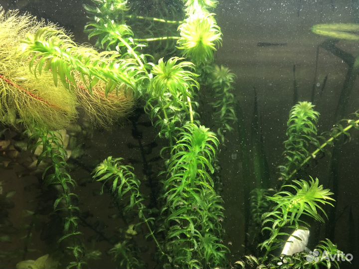 Отдам элодею после прополки