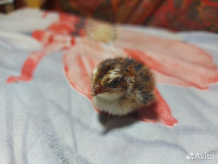 Перепелята