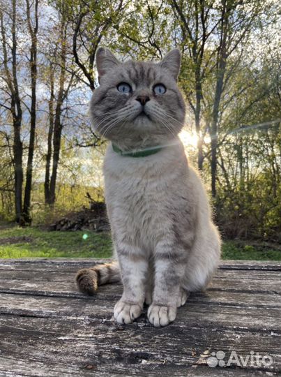 Британский кот вязка