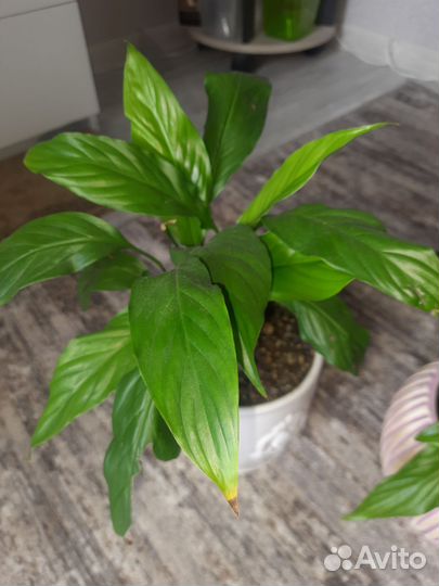 Спатифиллум