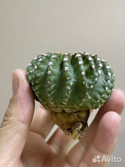 Discocactus horstii