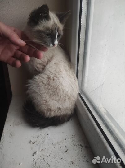 Отдам кошечку в добрые руки