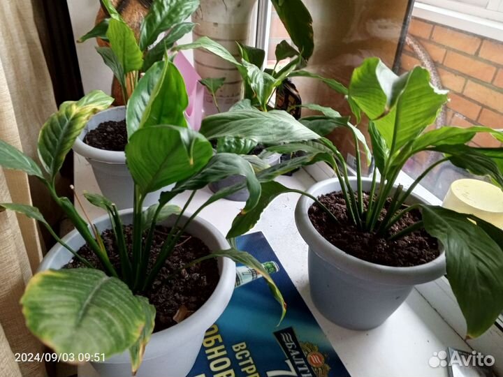 Спатифиллум