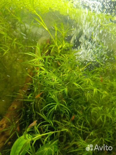 Растения для аквариума/креветки
