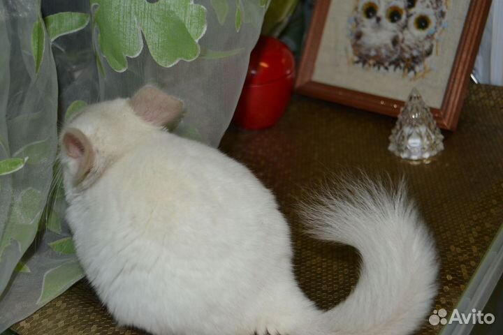 Шиншилла бело-розовый мальчик мозаика