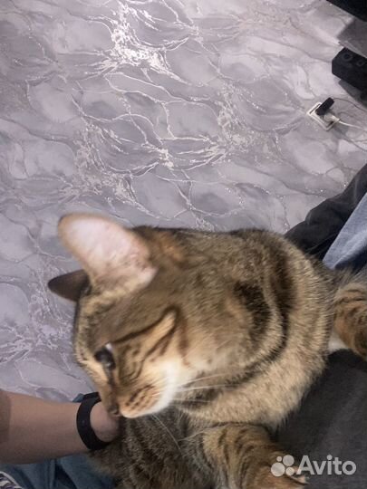 Бенгальская кошка