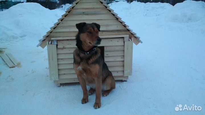 Собачья будка, вольер
