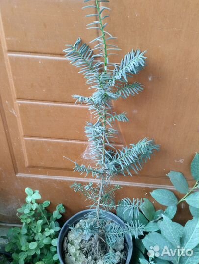 Тис средний