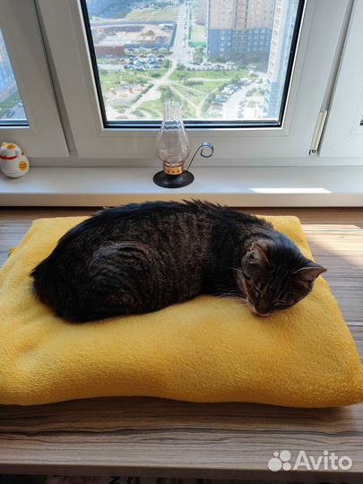 Передержка животных