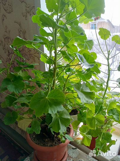 Пеларгония герань