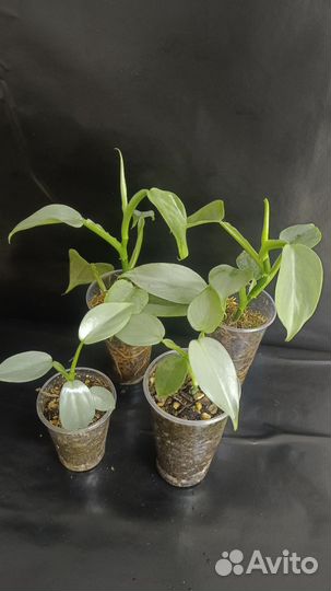 Филодендроны