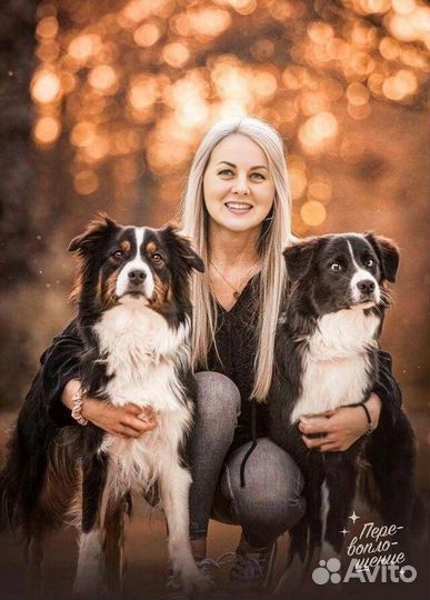 Передержка вашего любимца, догситтер