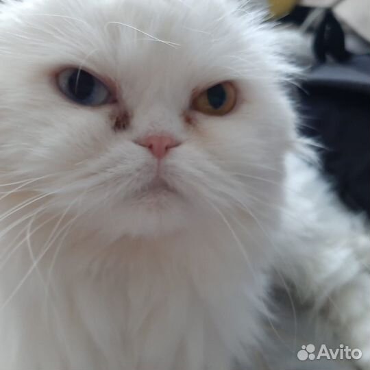 Кошки породистые бесплатно