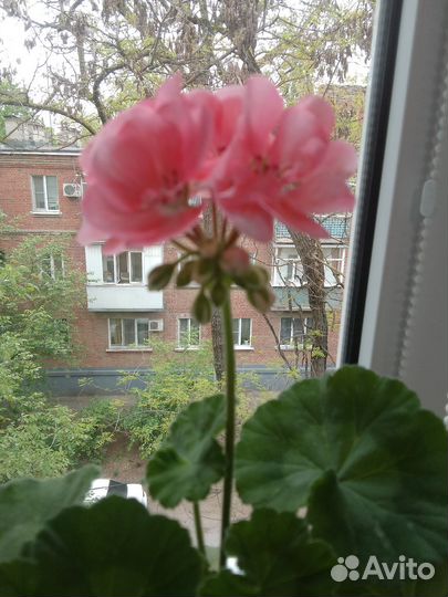 Герань розовая