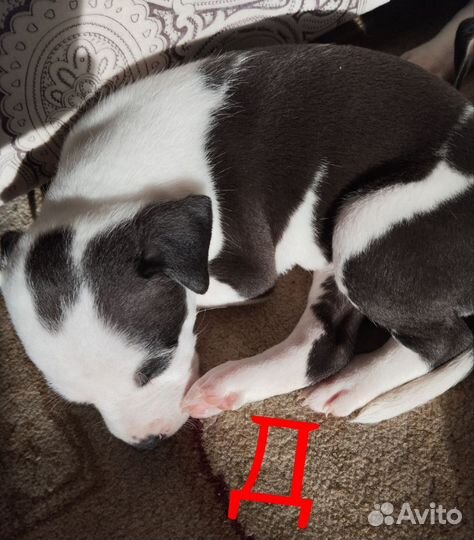 Щенки американского стаффордширского терьера