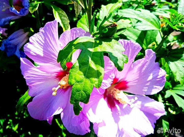 Саженцы гибискуса в горшке