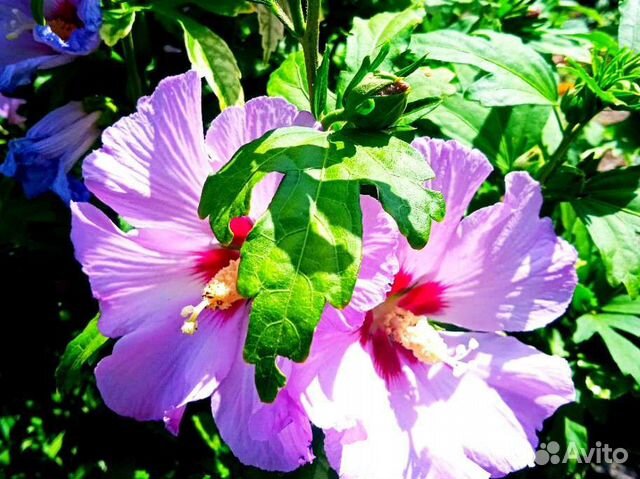 Саженцы гибискуса в горшке