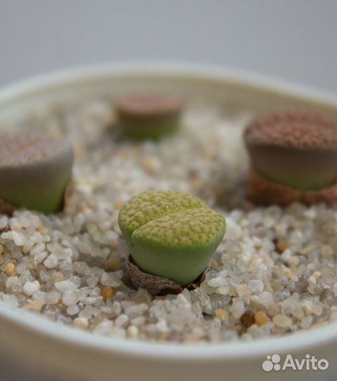 Литопсы живые камни смесь семян 10 шт суккуленты