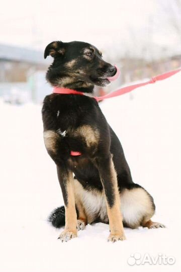 Молодой собачке нужна семья