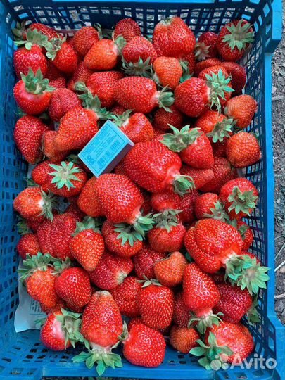 Рассада клубники