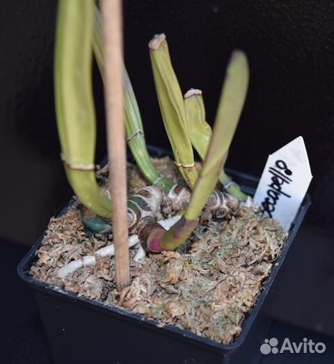 Орхидея сортовая каттлея