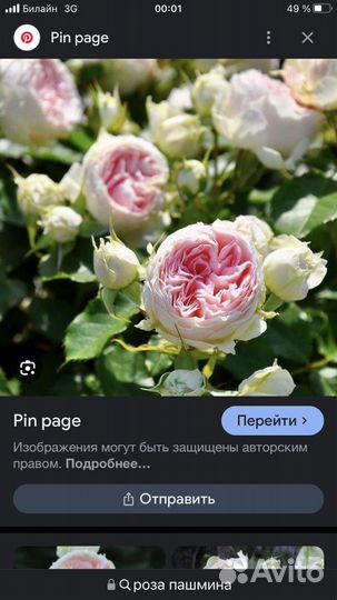 Роза Пашмина
