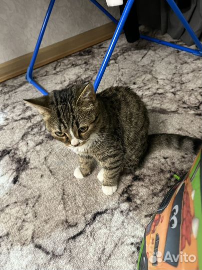 Котенок в добрые руки