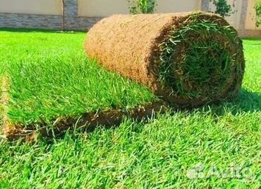 Газон рулонный