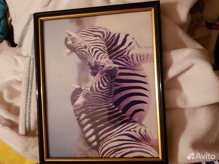 Картины с зебрами