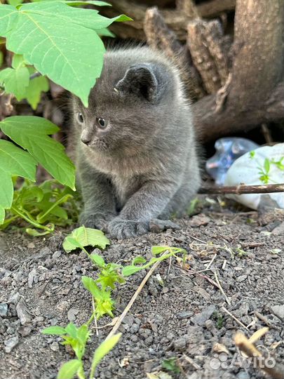 Котята совсем малютки