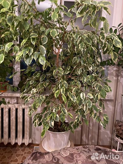 Фикус бенджамина пестролистный