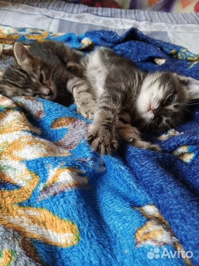 Котята бесплатно