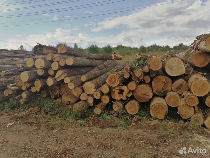 Лес кругляк