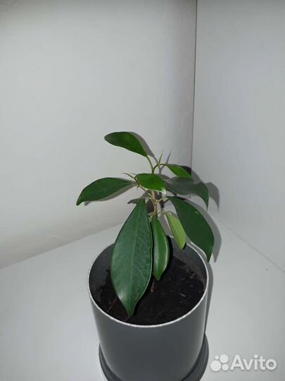 Фикус микрокарпа гинсенг