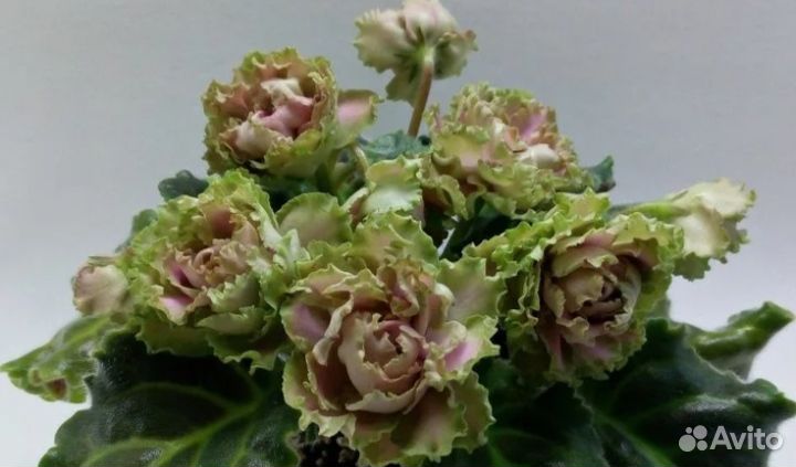 Ек-Расплетало лето косы фиалка