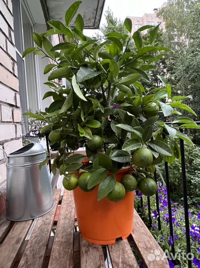 Большое мандариновое дерево