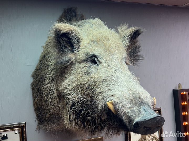 Чучело кабана