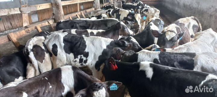 Бычки сементалы от 2 месяцев с доставкой