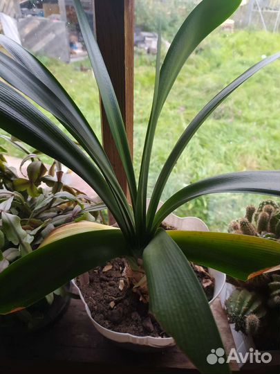 Комнатные цветы кливия