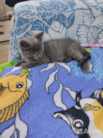 Котик бесплатно