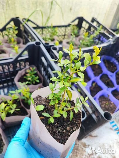 Цветы и кустарники для вашего сада