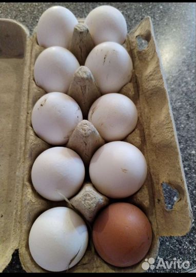 Продам домашние яйца