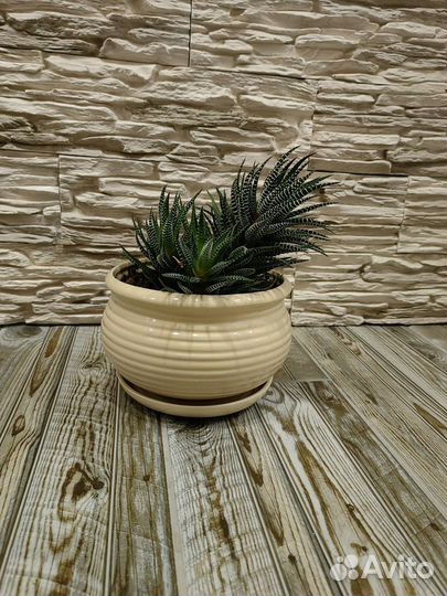 Суккуленты