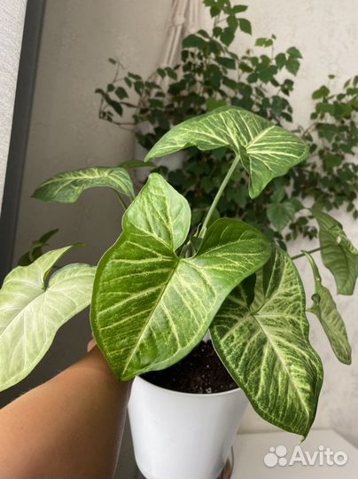 Сингониум(крупный лист)