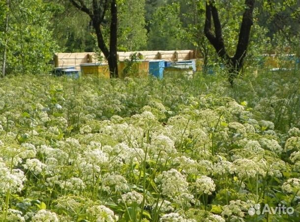 Мед 2024 года из Алтая опт