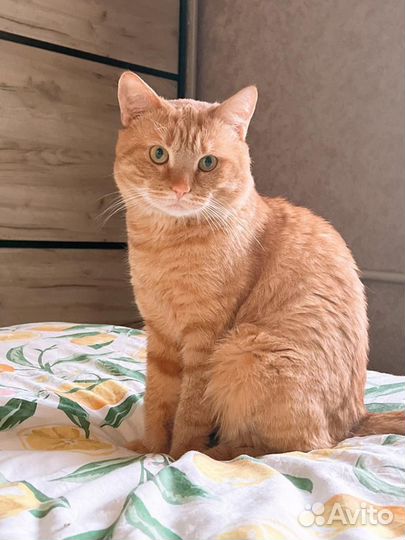 Кот в добрые руки